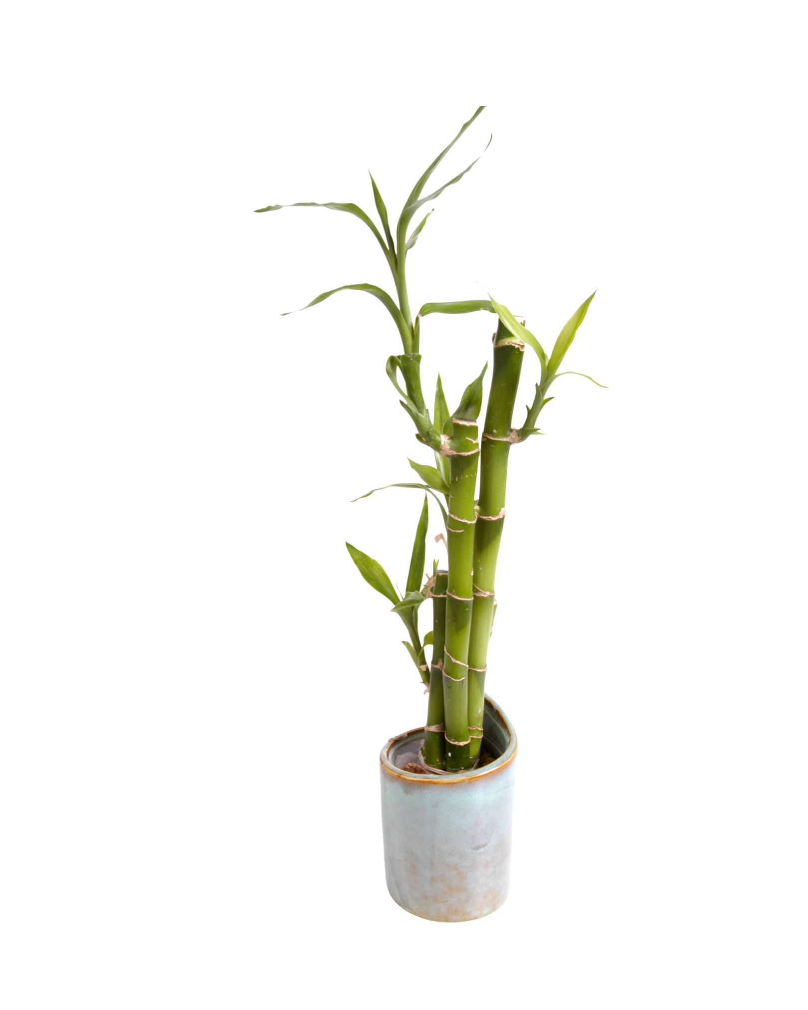 Bamboo